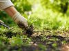 Désherber au bon moment pour un jardin propre et durable