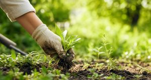 Désherber au bon moment pour un jardin propre et durable