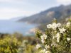 Visiter la Corse au printemps quand le maquis embaume et fleurit