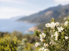 Visiter la Corse au printemps quand le maquis embaume et fleurit