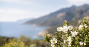 Visiter la Corse au printemps quand le maquis embaume et fleurit