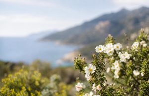 Visiter la Corse au printemps quand le maquis embaume et fleurit